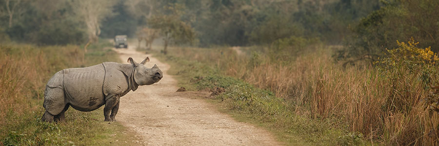 Indulge In A Thrilling Jungle Safari