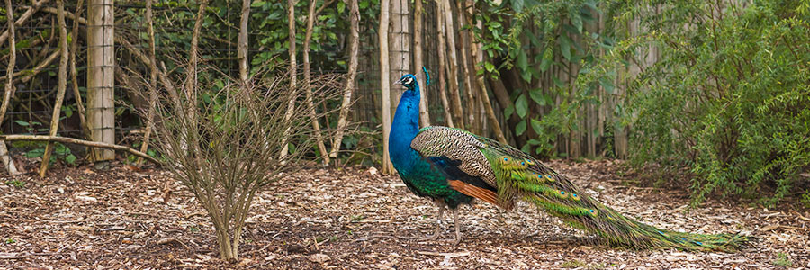 Birdwatching Experience