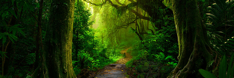 Trek Through The Pristine Natural Beauty